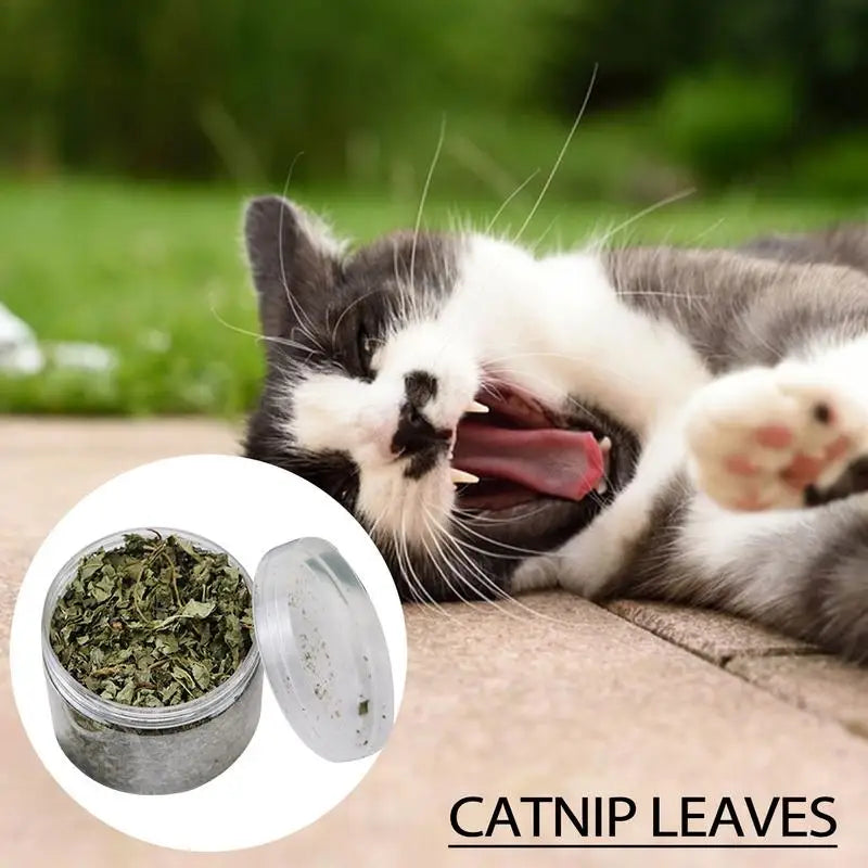 Cat Mint Catnip Natural Catnip Organic