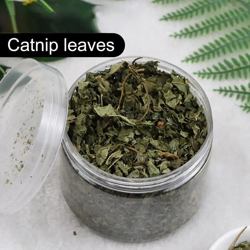 Cat Mint Catnip Natural Catnip Organic