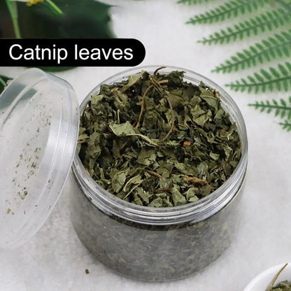 Cat Mint Catnip Natural Catnip Organic