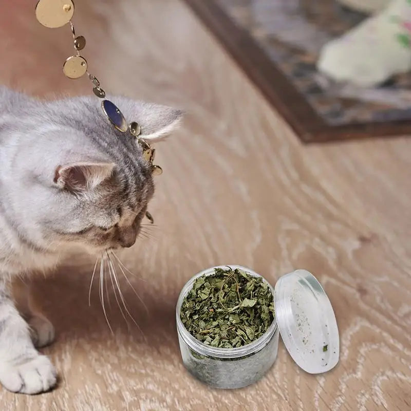 Cat Mint Catnip Natural Catnip Organic