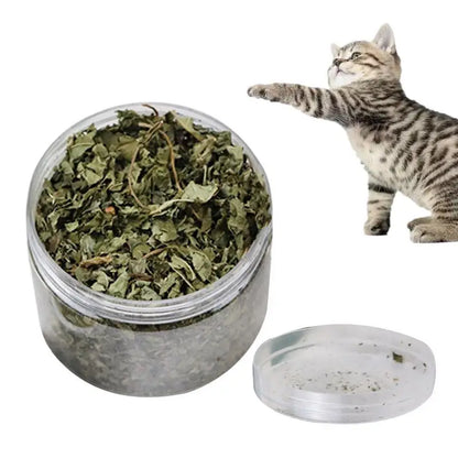 Cat Mint Catnip Natural Catnip Organic
