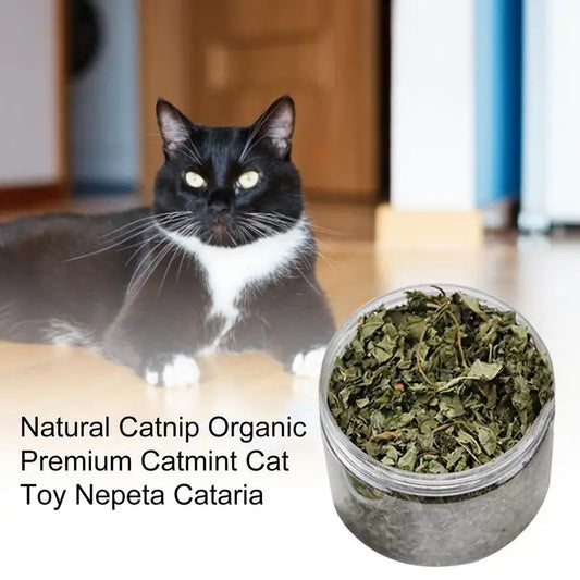 Cat Mint Catnip Natural Catnip Organic